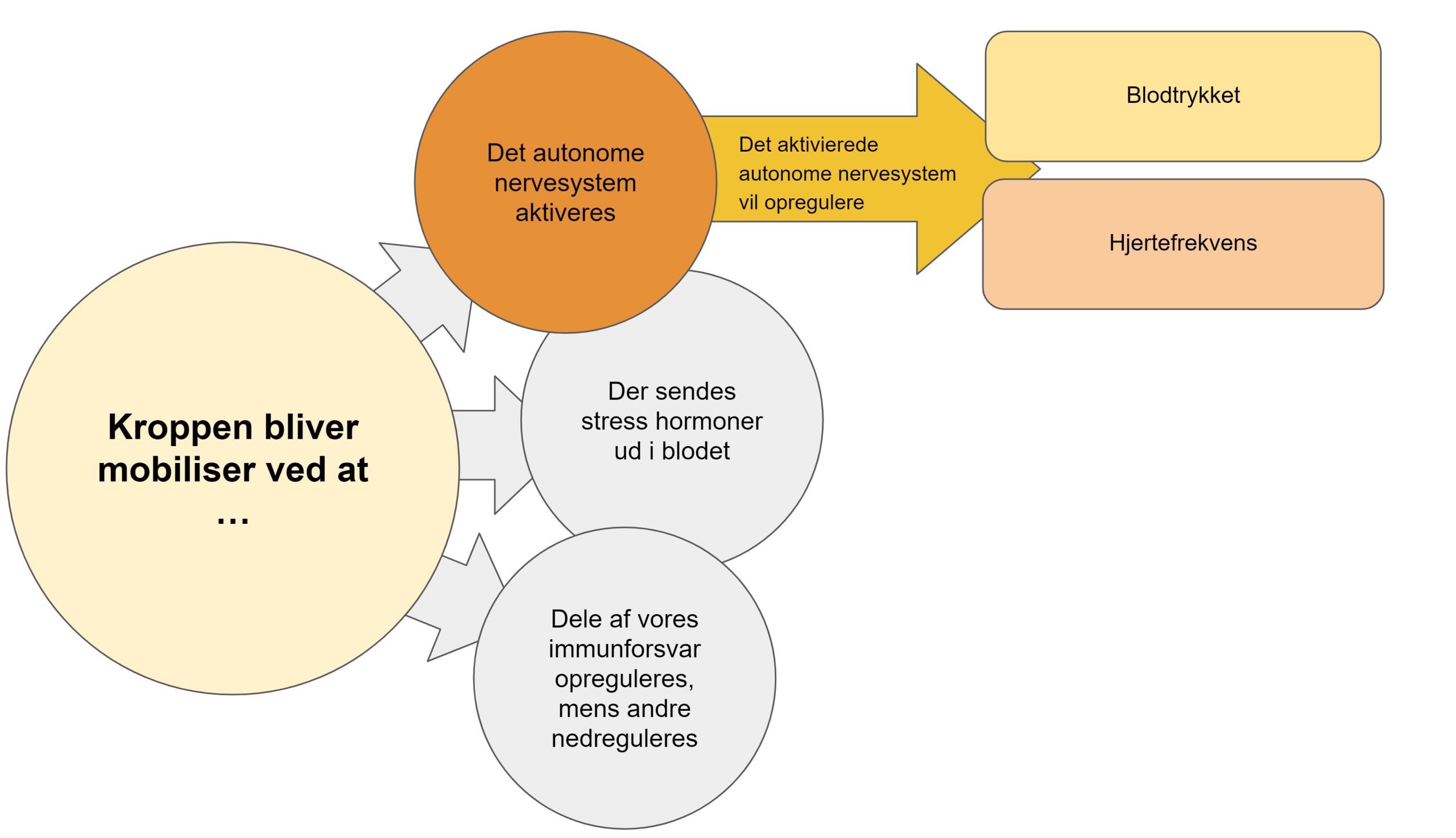 alvorlig stress symptomer - aktivering af det autonomenervesytem vil opregulere blodtrykket og hjertefrekvens