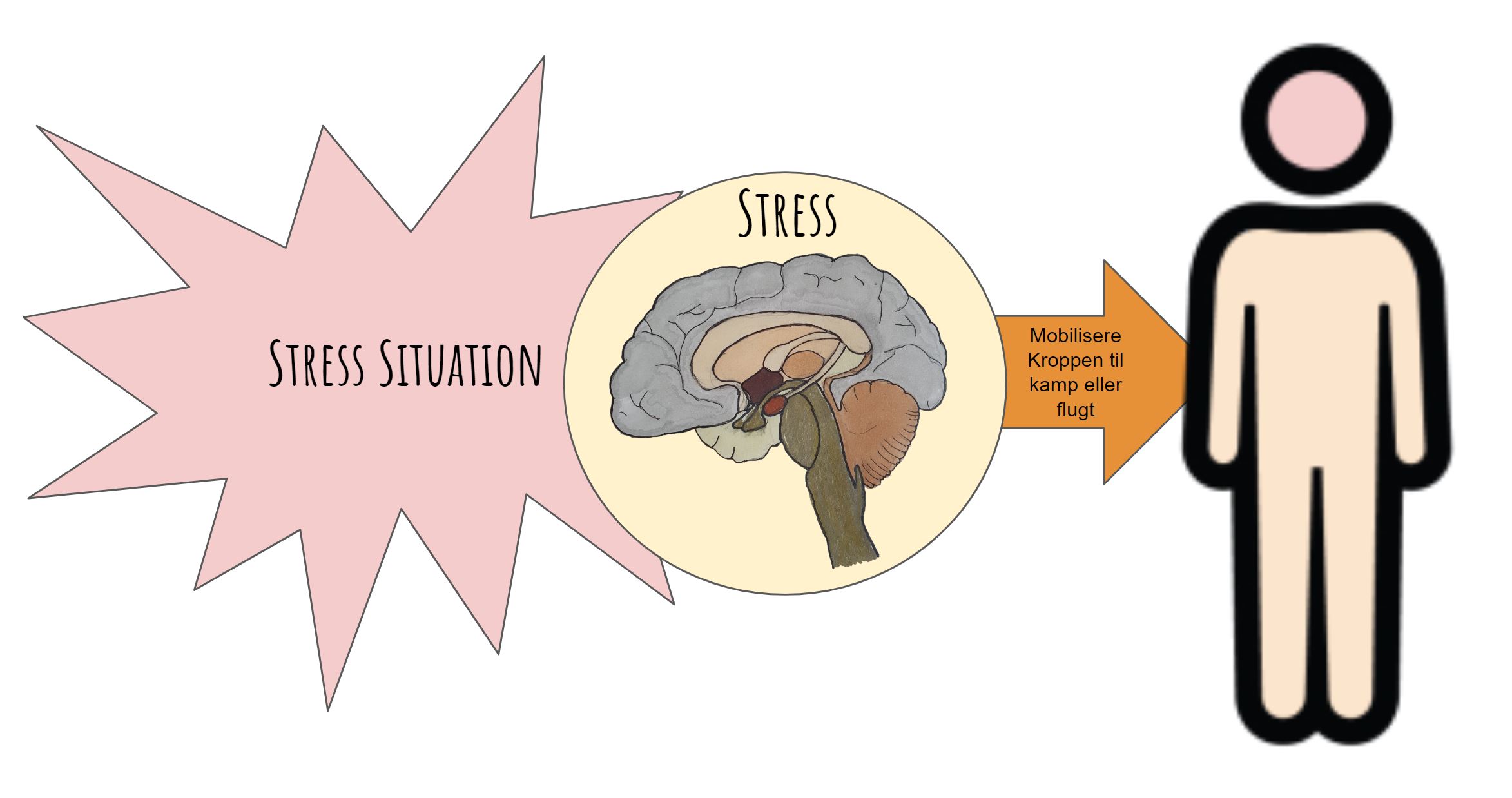 alvorlig stress symptomer - stress situation mobilisere kroppen til kamp eller flugt