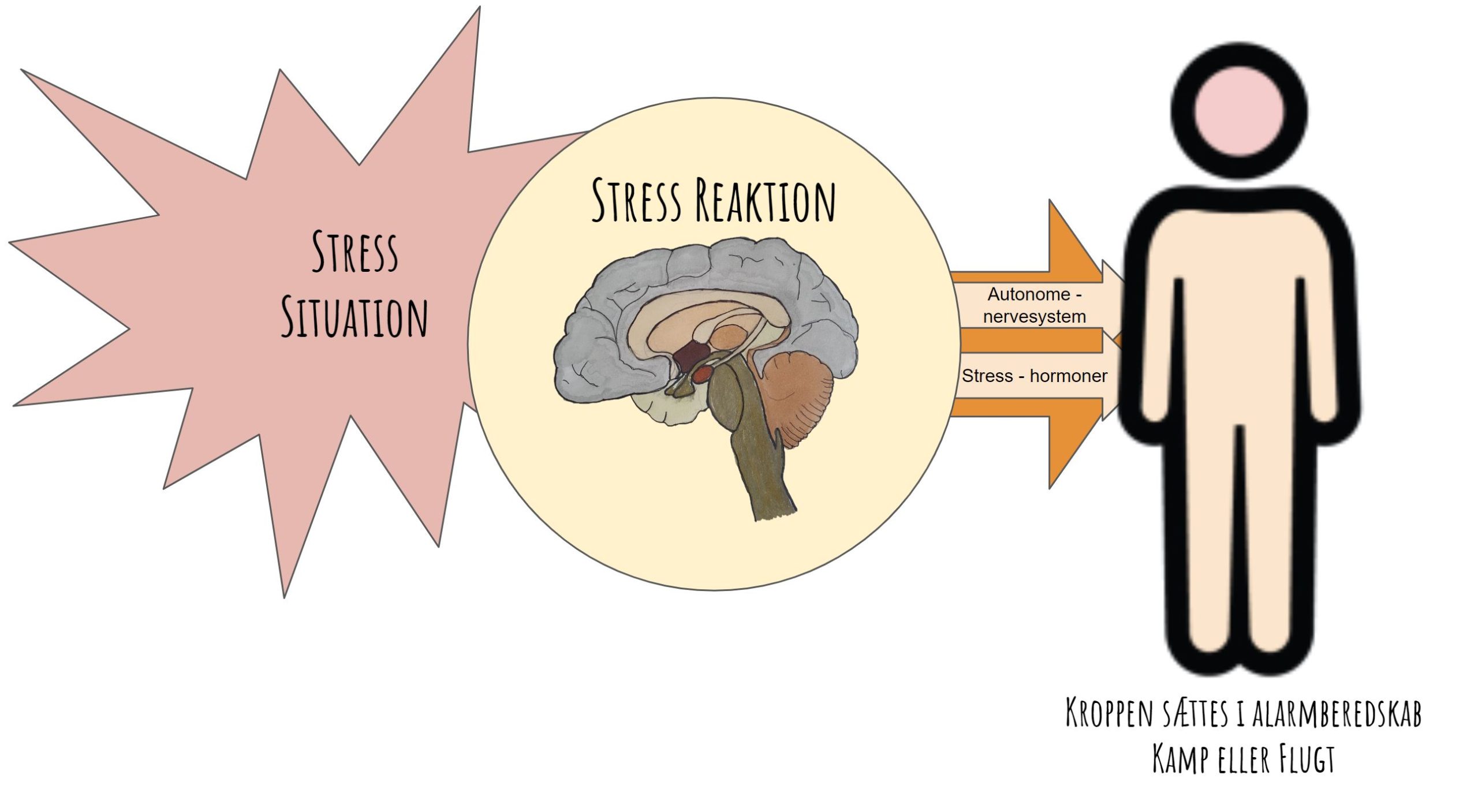 fysiske symptomer på stress og angst - autonomenerve system og stress hormoner