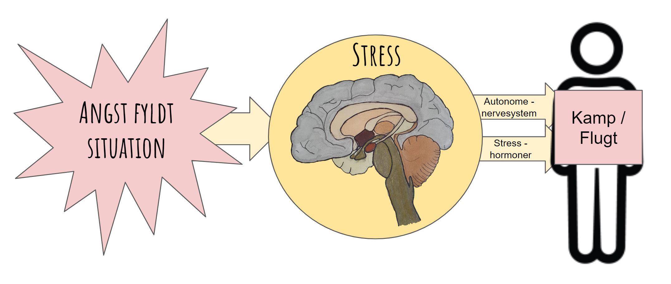 hvad hjælper mod stress - autonomenervesystem og stress hormoner