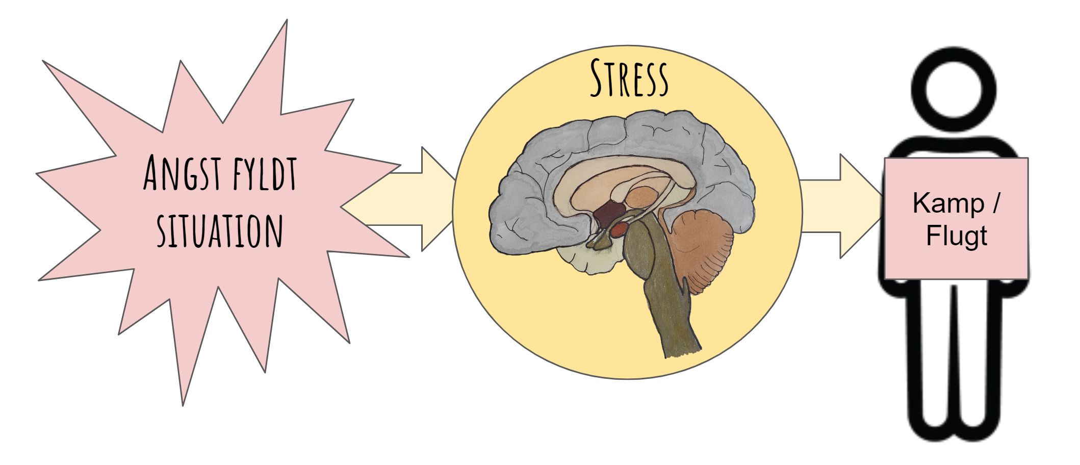 hvad hjælper mod stress - kamp eller flugt