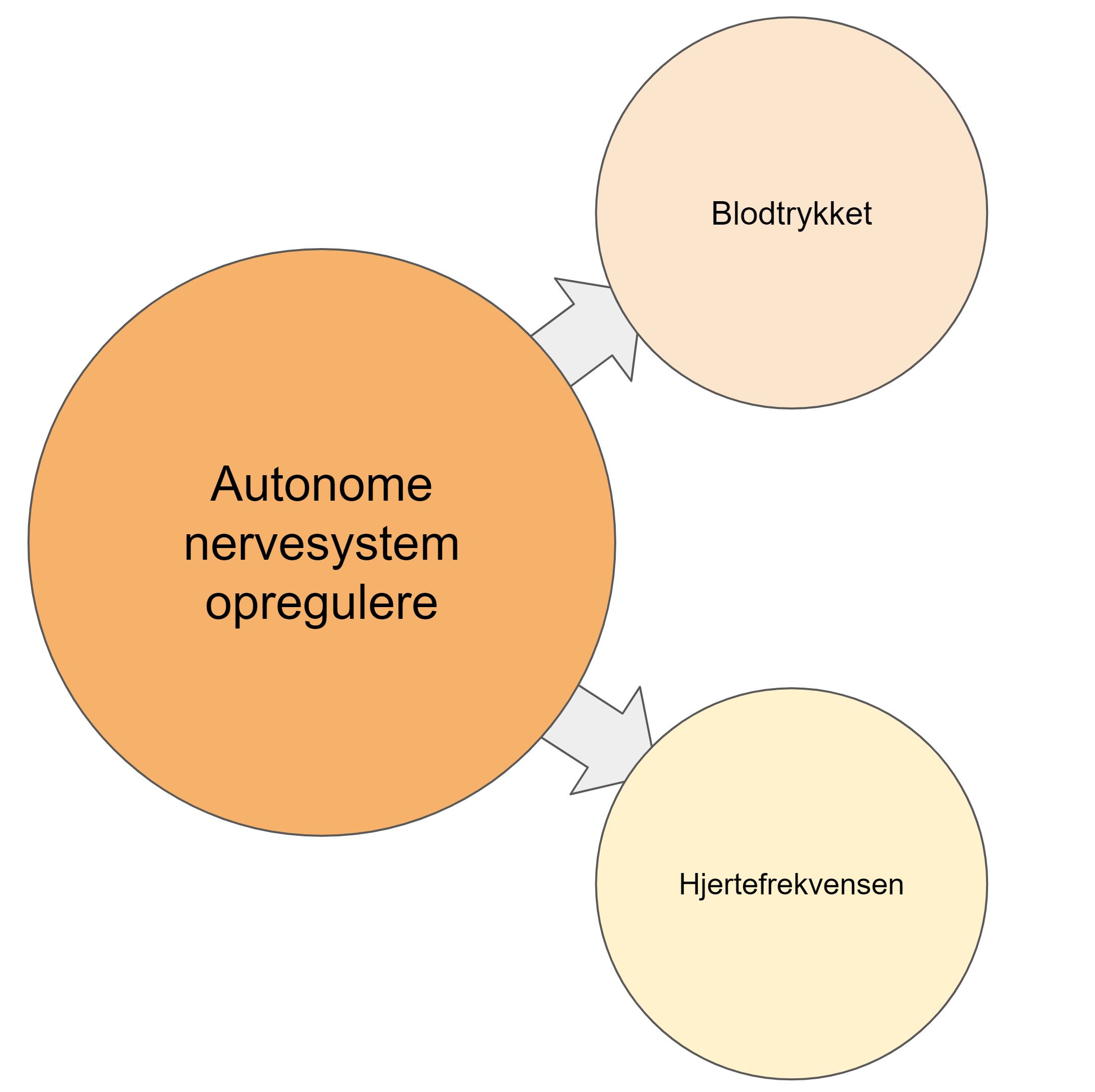 Hævede lymfekirtler stress - det autonome nerve system opregulere