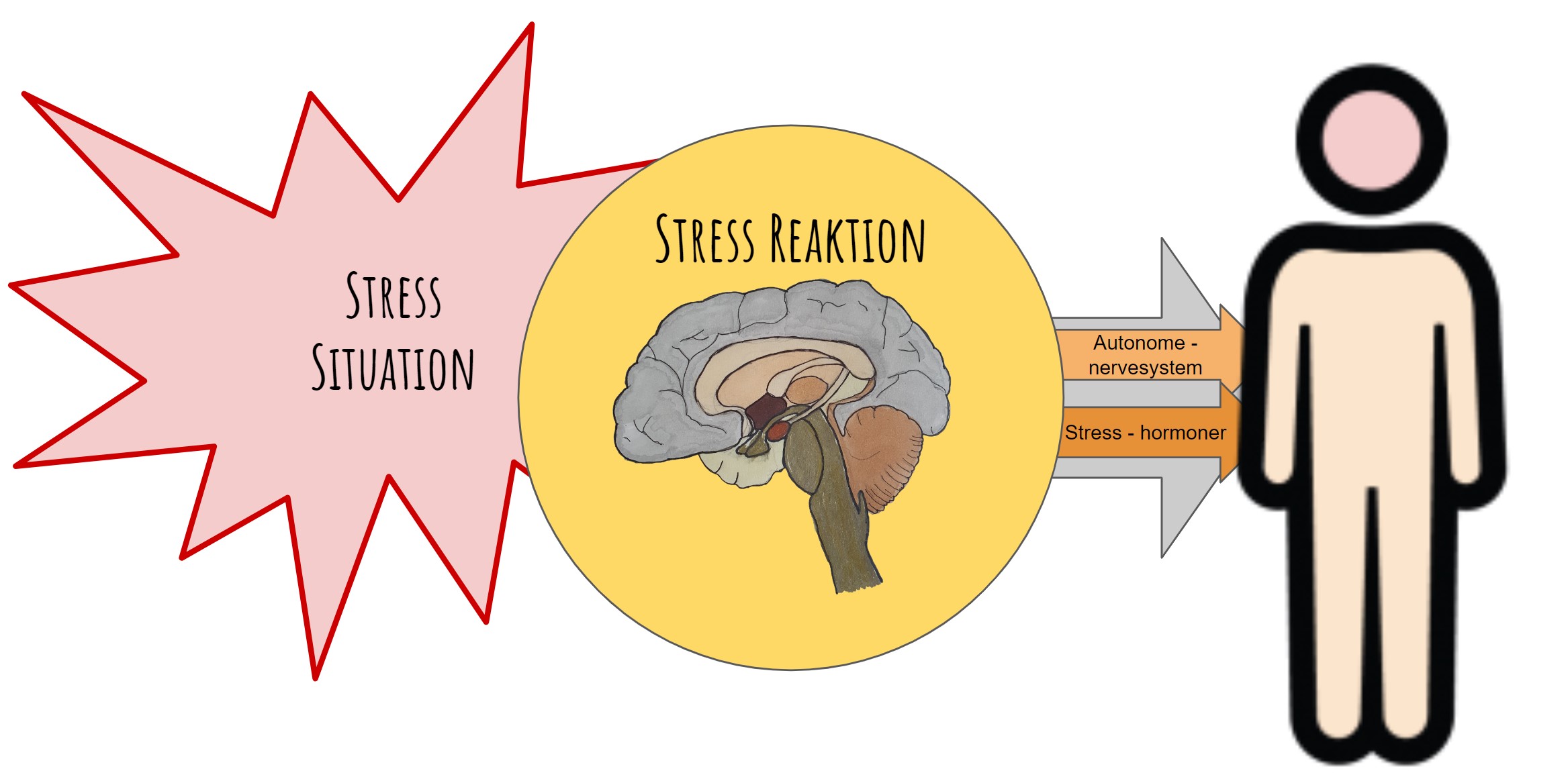 stress hovedpine - stress situation aktiver autonome nervesysstem og frigiver stresshormoner